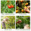 4pcs /Pack Melon and Fruit Picking Small Guillotine Grape Pinching Thumb Knife Vegetable Picker(Red) 5