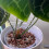 Small Plant Stem Support Bracket Garden Vegetable Plant Root Stem Holder 4