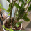 Small Plant Stem Support Bracket Garden Vegetable Plant Root Stem Holder 5
