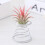 2 PCS Air Aluminum Wire Pineapple Rooting Holder Spring Base, Size:5.25.356cm(Silver) 5