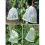 15 PCS Fruit & Vegetable Insect-Proof And Bird-Proof Nylon Mesh Bag, Specification: 30x25cm 5
