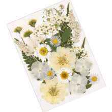 Gepresste Blumen-Set für DIY-Kunstprojekte und-Weiß