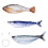New Portable Electric Moving Cats Fish Toy Interactively 1