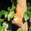 Eichhörnchen-Bäume, Huggers,-Kleines Eichhörnchen 1 7