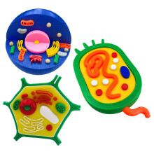Animal and Plant Cell Anatomy Model Teaching Tool For Biology-B