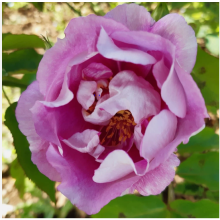 Rose Forget You Not Plant 4L Pot Garden Ready UK