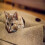 Pet Activity Play Mat Cat Toy Bite Training Blanket For Pets Stress Release WCC_M 2