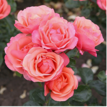 Coral Gardens Rose 4L Gift Pot Rose of Year 2026 UK