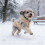 Fleece Lined Dog Vests for Cold Weather-Fruit green M 6