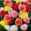 Begonia Non-Stop Mixed Plugs x12 2