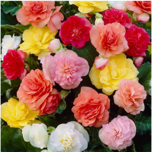 Begonia Non-Stop Mixed Plugs x12 1