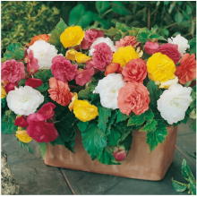 Begonia Non-Stop Mixed Plugs x12