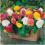 Begonia Non-Stop Mixed Plugs x12 1
