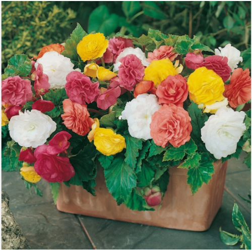 Begonia Non-Stop Mixed Plugs x12