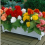 Begonia Non-Stop Mixed Plugs x12 3