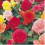 Begonia Non-Stop Mixed Plugs x12 4