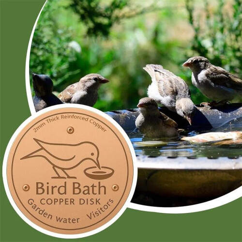 Bird Bath Copper Disk for Water Physical Safe Clean Copper Purification Cleaner 2