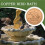 Bird Bath Copper Disk for Water Physical Safe Clean Copper Purification Cleaner 5