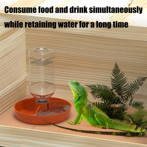 Bol d'eau Transparent multifonctionnel pour Reptiles,-L Vert 2