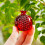 Artificial Fruit Figurine Decorative Paperweight Miniature-aap 5