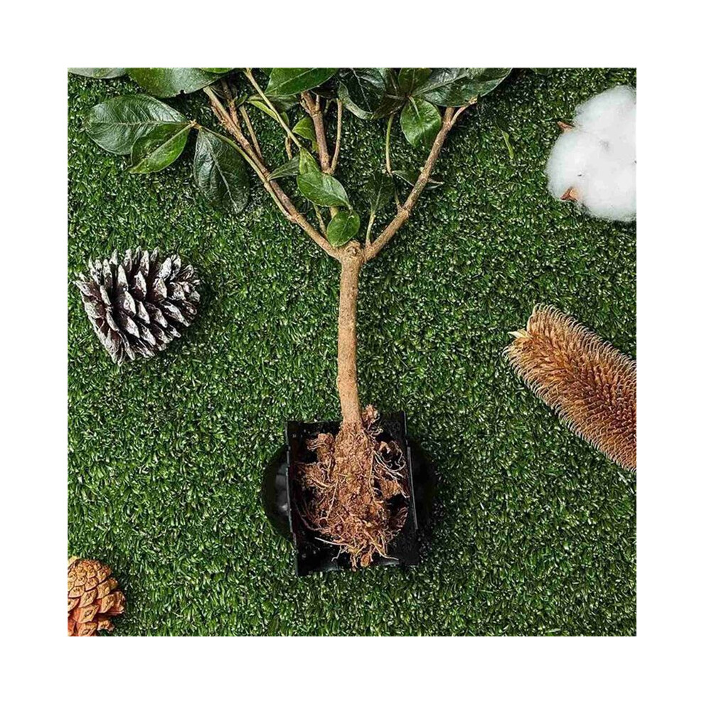 20Pcs Reusable Plant Rooting Equipment Kit Cutting Grafting Rooting Box Branch Rooting Propagator Breeding 6031945983824
