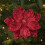 Rode glitter magnolia bloemdecoraties 22 cm 1