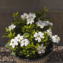 Gardenia Kleim's Hardy White Evergreen 9cm Pot