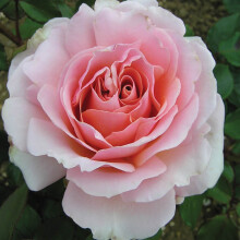 Queen Elizabeth II Rose Plant 4L Pot Garden UK