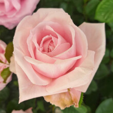 Jane Austen Emma Rose Plant 4L Pot UK Garden