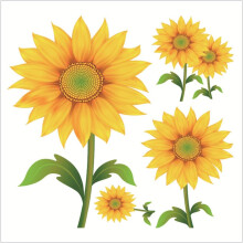 Wandaufkleber „Frische gelbe Sonnenblume“, selbstklebend, dekorativ, aus PVC, mit Blumenmotiv