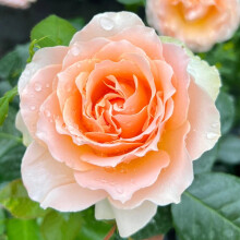 Rob Burrow CBE Rose Plant 4L Pot UK Garden