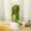 2X Fresh Herb Keeper for Refrigerator,Space Saving Cilantro Container for Fridge Herb Saver for Cilantro, Mint Asparagus 6