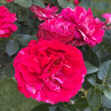 Precious Memories Rose Plant 4L Pot UK Garden