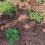 Strulch Organic Mulch 2x9kg 100L Weed Control UK 3