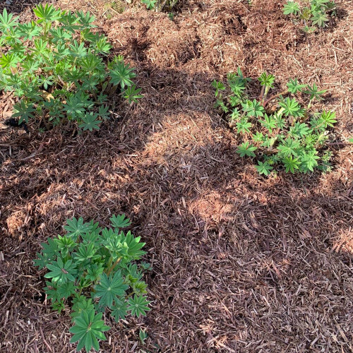 Strulch Organic Mulch 2x9kg 100L Weed Control UK 2