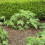 Strulch Organic Mulch 2x9kg 100L Weed Control UK 4