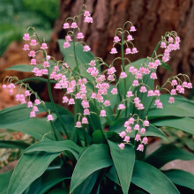Pink Lily of the Valley 3x 9cm Pots Set UK Garden