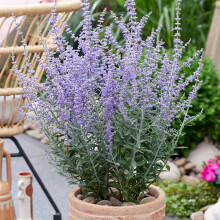 Russian Sage Prime Time Perennial 3x 9cm Pots UK