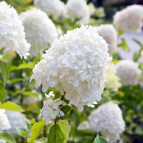 Hydrangea Limelight 3x 9cm Pots White Blooms UK 1