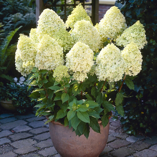 Hydrangea Limelight 3x 9cm Pots White Blooms UK