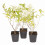 Hydrangea Limelight 3x 9cm Pots White Blooms UK 3