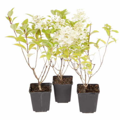 Hydrangea Limelight 3x 9cm Pots White Blooms UK 2