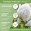 Hydrangea Limelight 3x 9cm Pots White Blooms UK 4