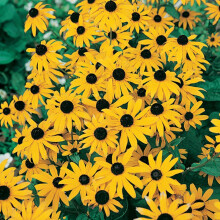 Rudbeckia Goldsturm Perennial 3x 9cm Pots UK
