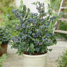 Blueberry Plant Collection 3 Varieties 9cm Pots UK