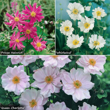 Japanese Anemone Hardy Perennial 3x 9cm Pots UK
