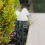 20LED Solar Lights Solar Mushroom Multi Function Outdoor Garden Pathway Stake Lights 8 modes 2