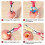 Pear Corer Stainless Steel Pears Core Remover Tool Fruit Cutter Seeder Slicer Kitchen Vegetable Tools 2