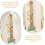 32PCS Washable Dry Erase Whiteboard Markers Set 8 Colors, Erasable Multi-Function Pens 6