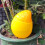 Group Of 5 Durable Watering Devices Suitable For Various-s 5